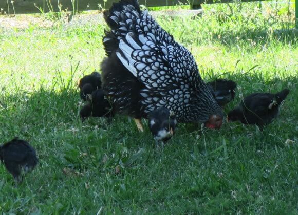 Une mère poule