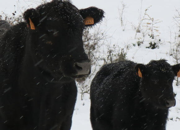 Angus sous la neige